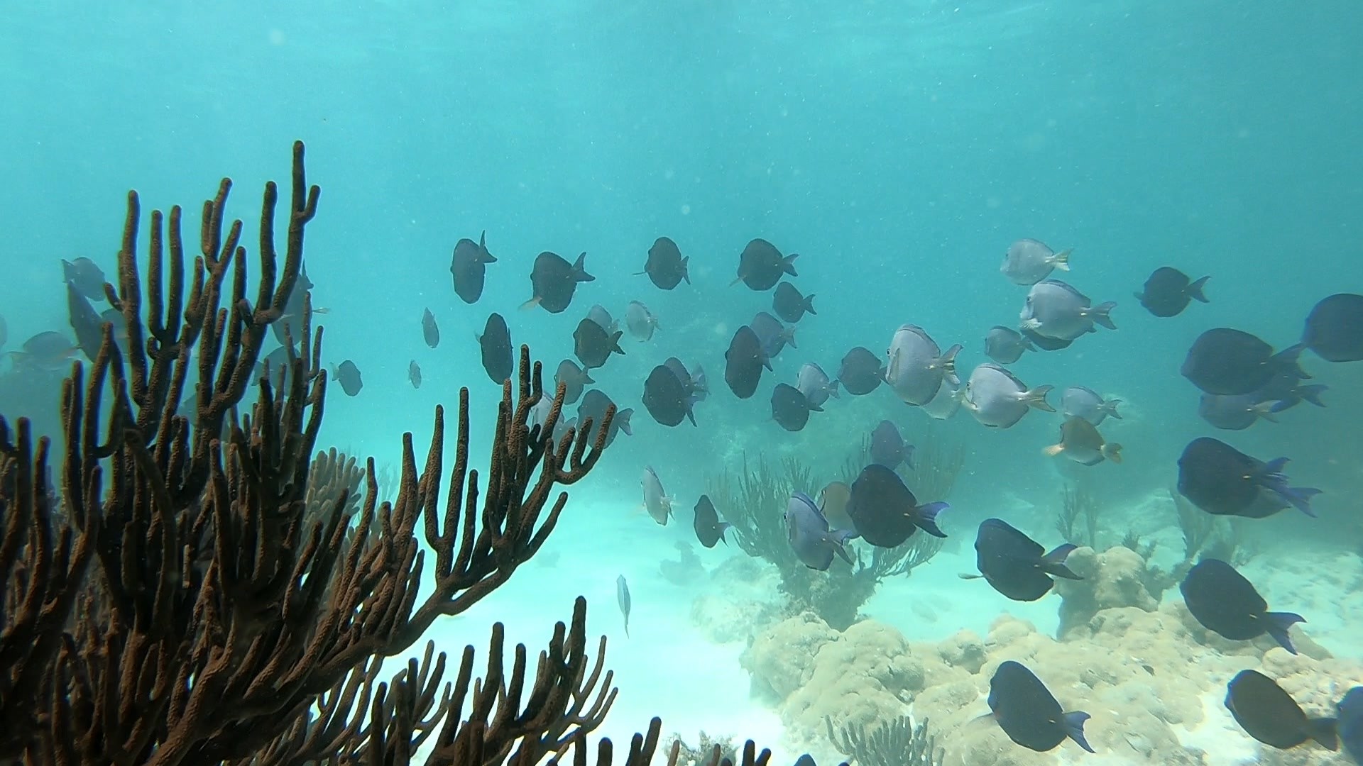 Caribbean Blue Tang (Acanthurus coeruleus) and Black sea rod (Plexaura homomalla).
